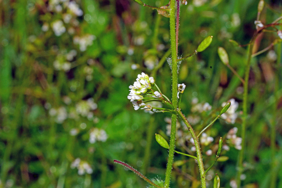 Draba muralis / Draba dei muri